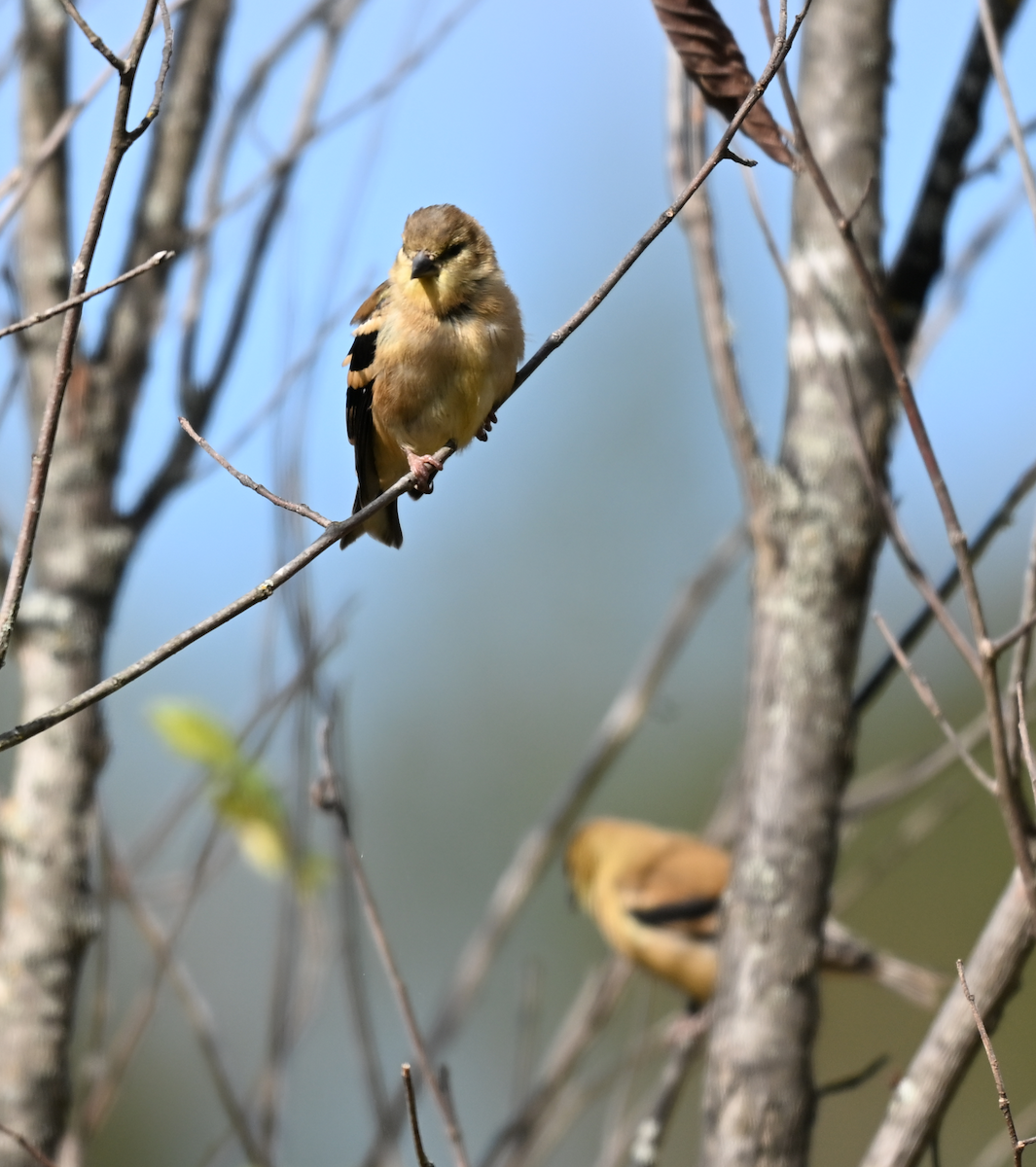 American Goldfinch - ML642587521