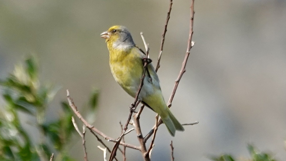 Cape Canary - ML642587528