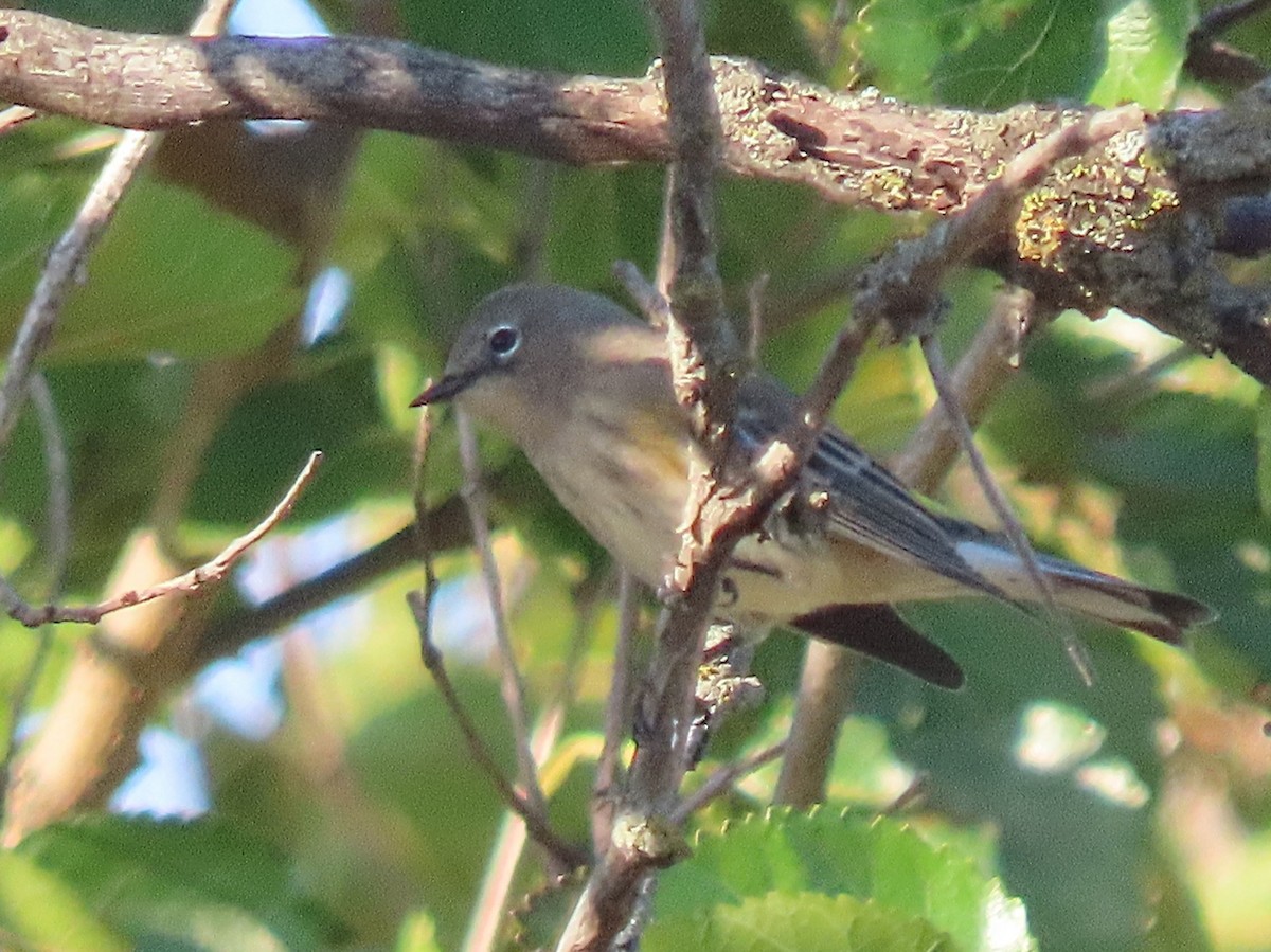 Yellow-rumped Warbler (Audubon's) - ML642587548