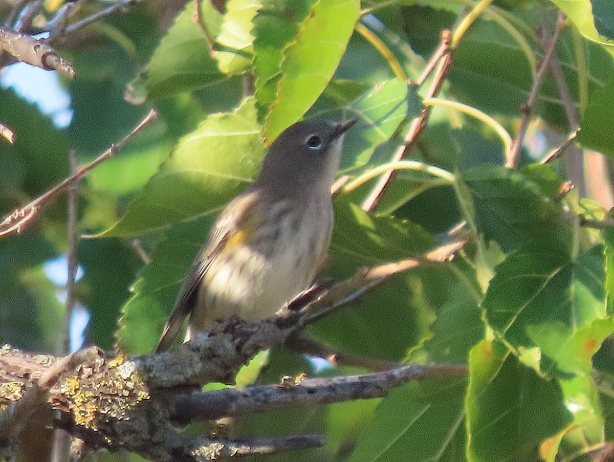Yellow-rumped Warbler (Audubon's) - ML642587549