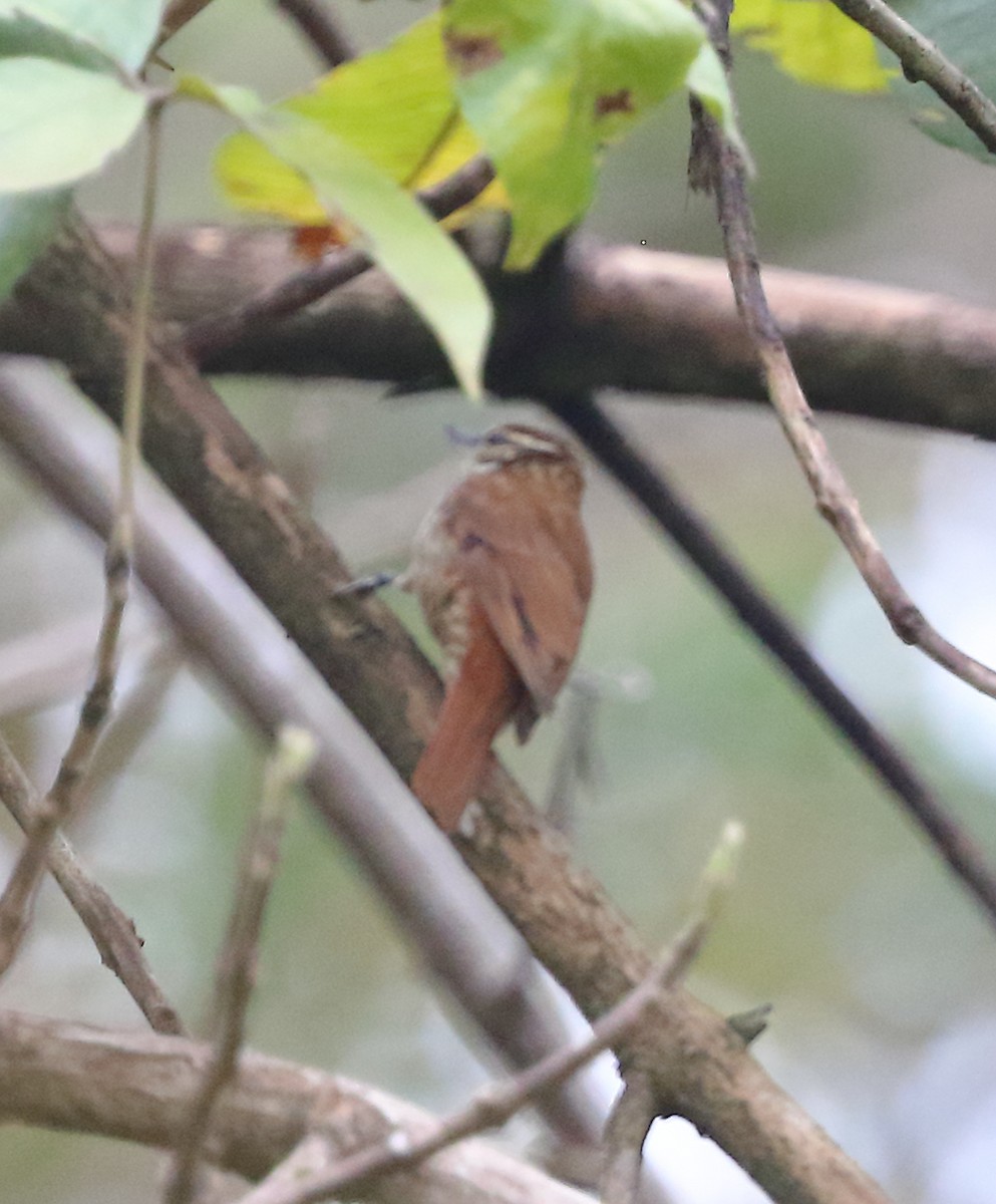 Slender-billed Xenops - ML642587552