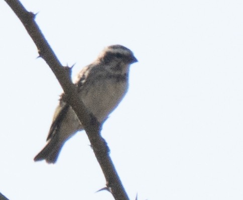 Reichenow's Seedeater - ML642587555
