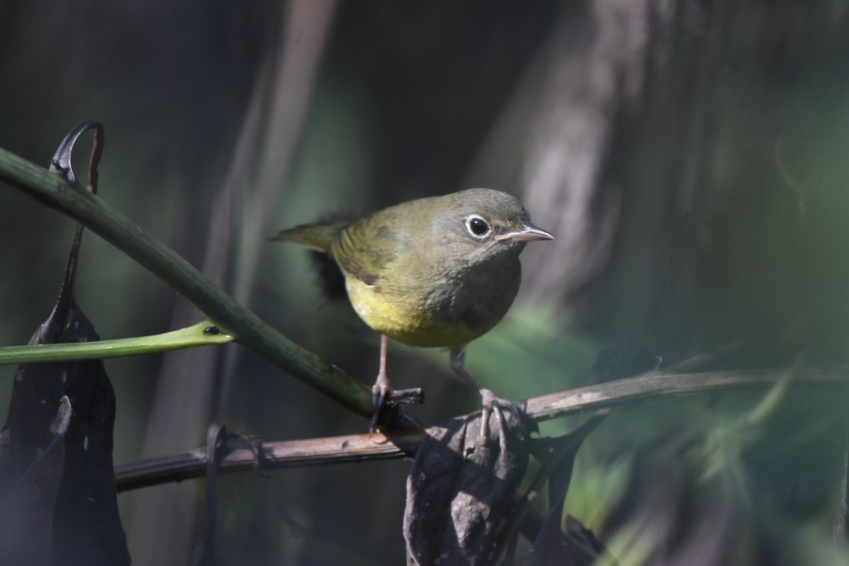 Connecticut Warbler - ML642587556