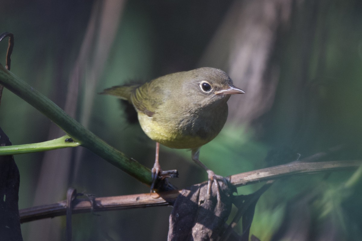 Connecticut Warbler - ML642587557