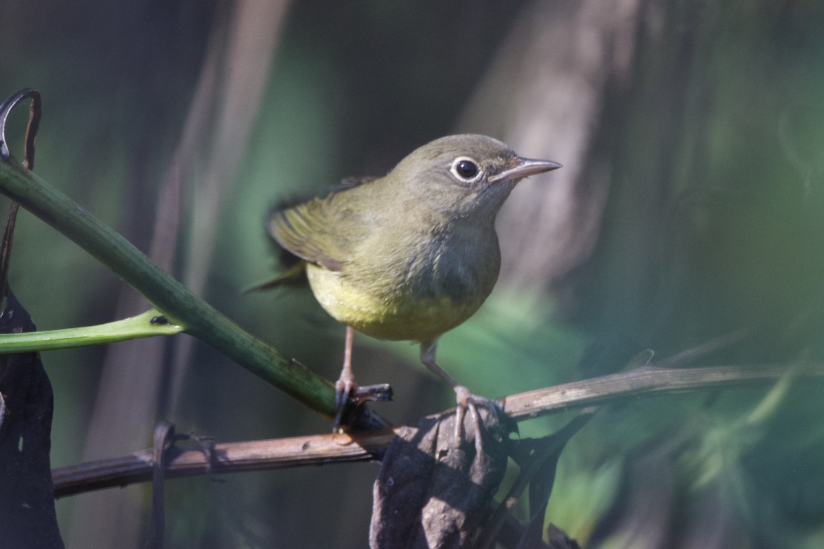 Connecticut Warbler - ML642587558