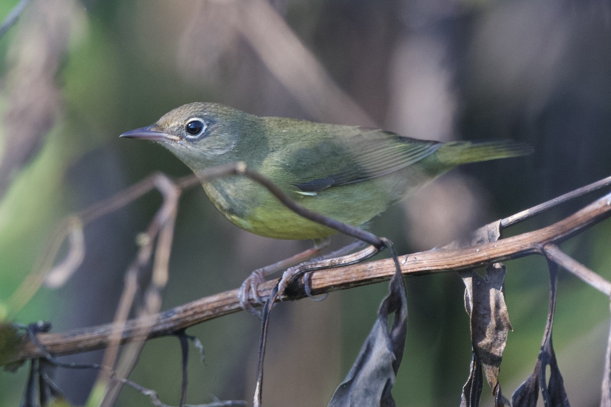 Connecticut Warbler - ML642587559