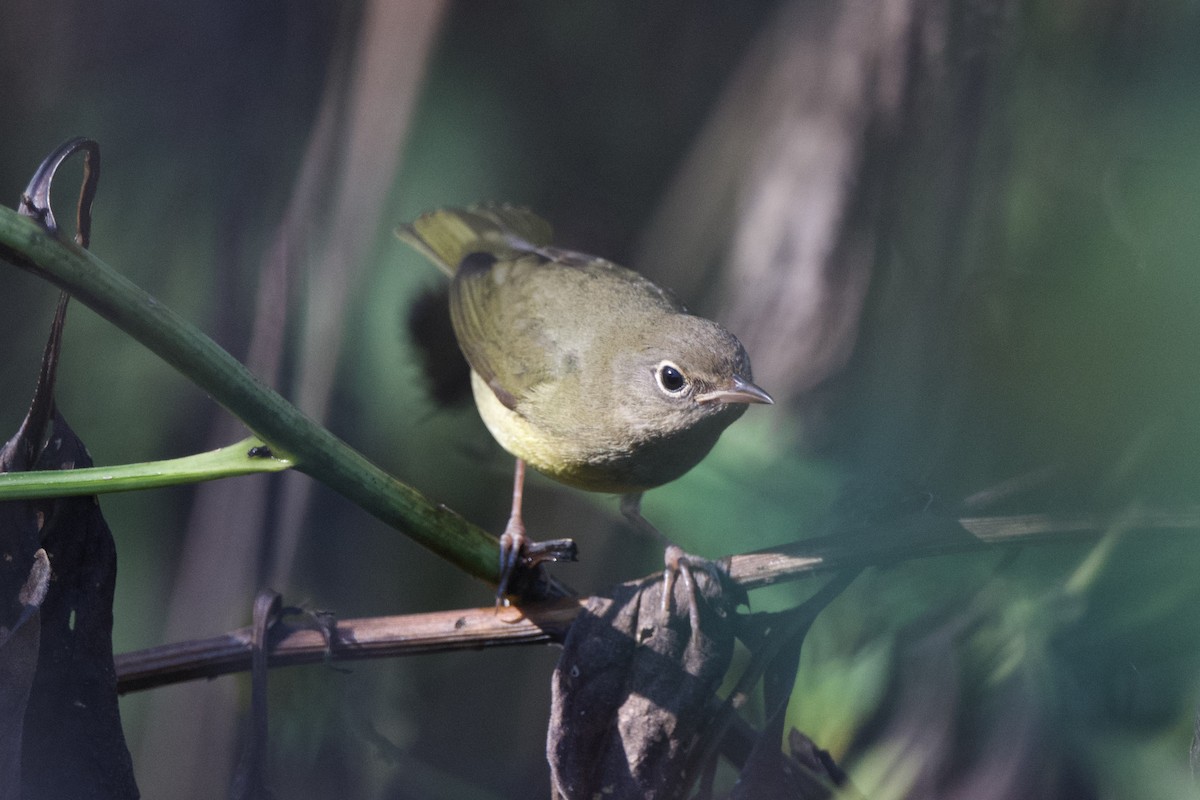 Connecticut Warbler - ML642587560