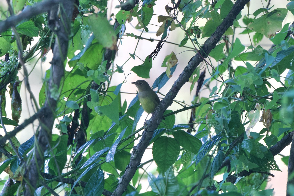 Connecticut Warbler - ML642587561