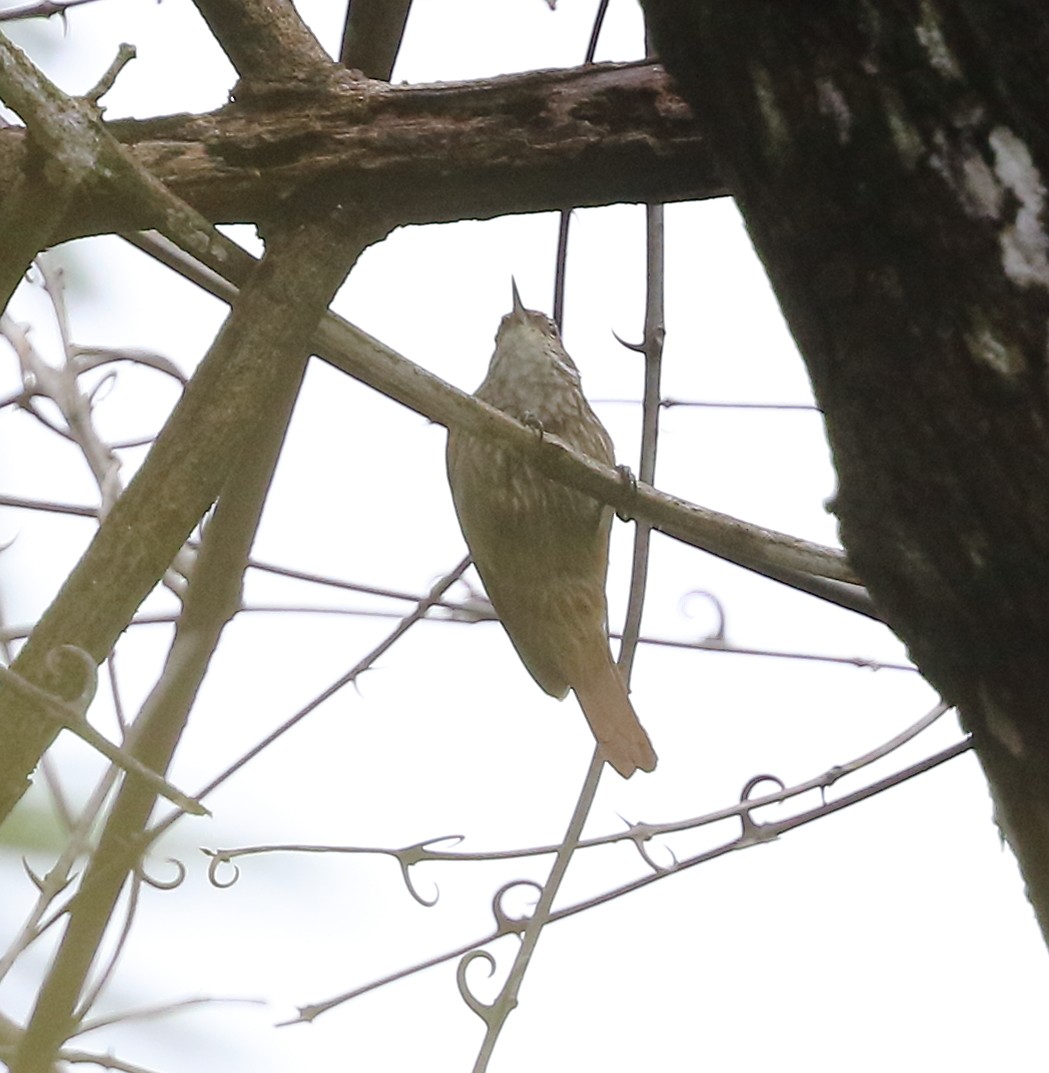 Slender-billed Xenops - ML642587564