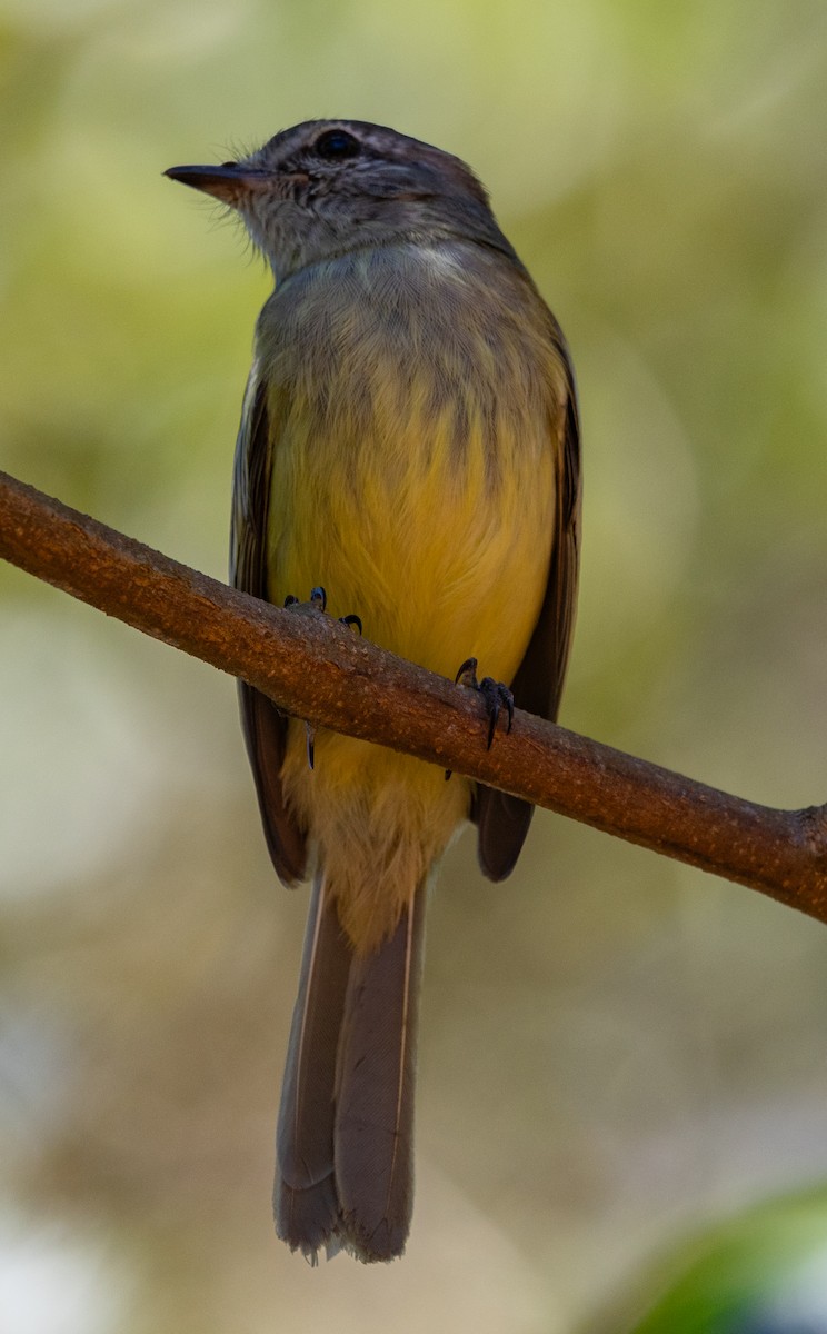 Tyranneau fascié - ML642587567