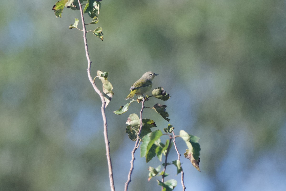 Nashville Warbler - ML642587571