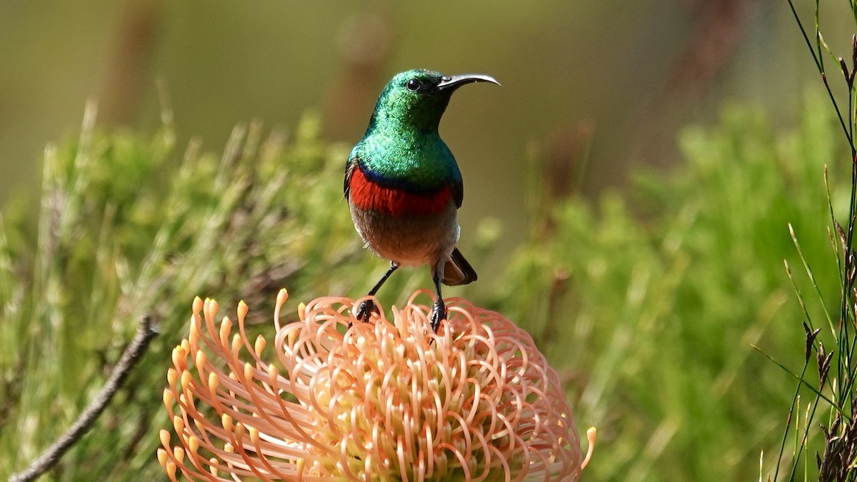 Southern Double-collared Sunbird - ML642587582