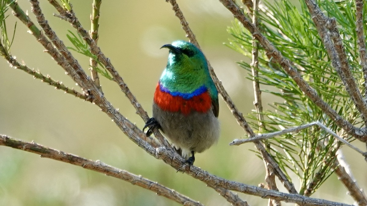 Southern Double-collared Sunbird - ML642587584