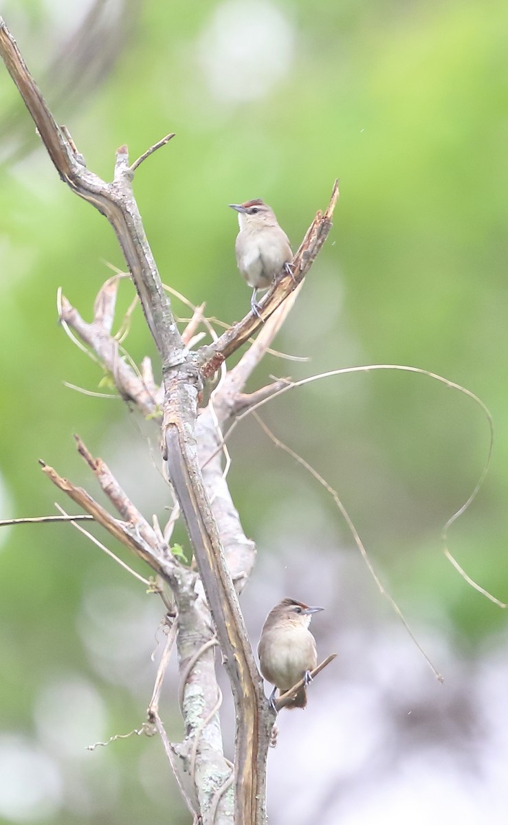 Rufous-fronted Thornbird - ML642587586