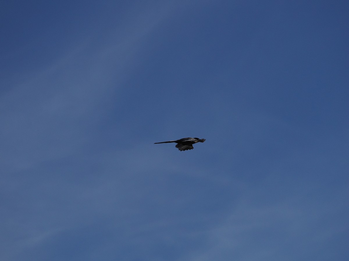 Iberian Magpie - ML642587591