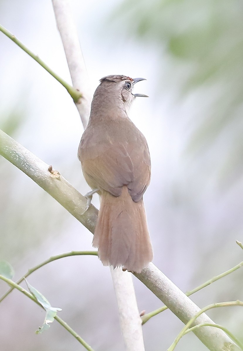 Rufous-fronted Thornbird - ML642587594