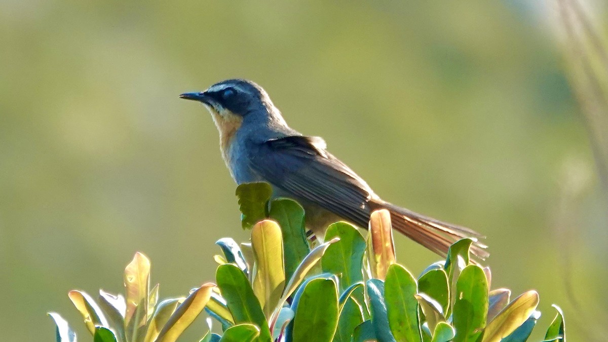 Cape Robin-Chat - ML642587595
