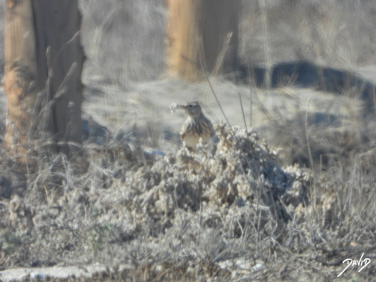 Thekla's/Crested Lark - ML642587602