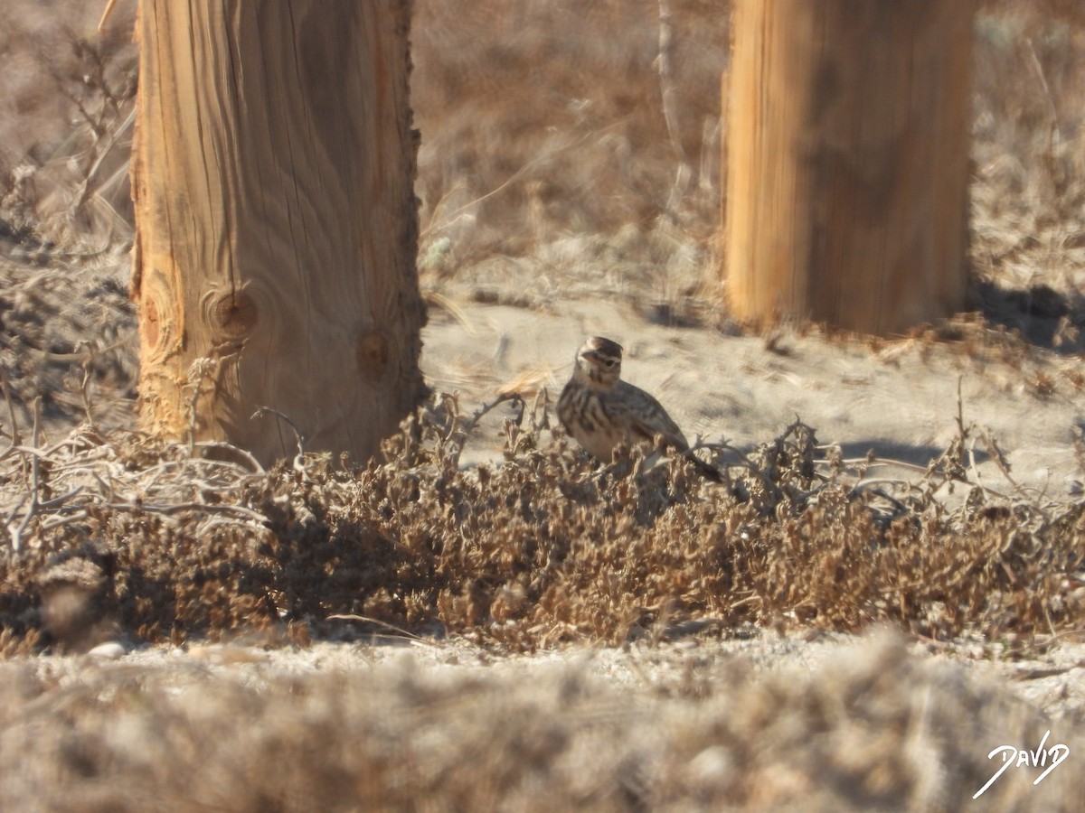 Thekla's/Crested Lark - ML642587604