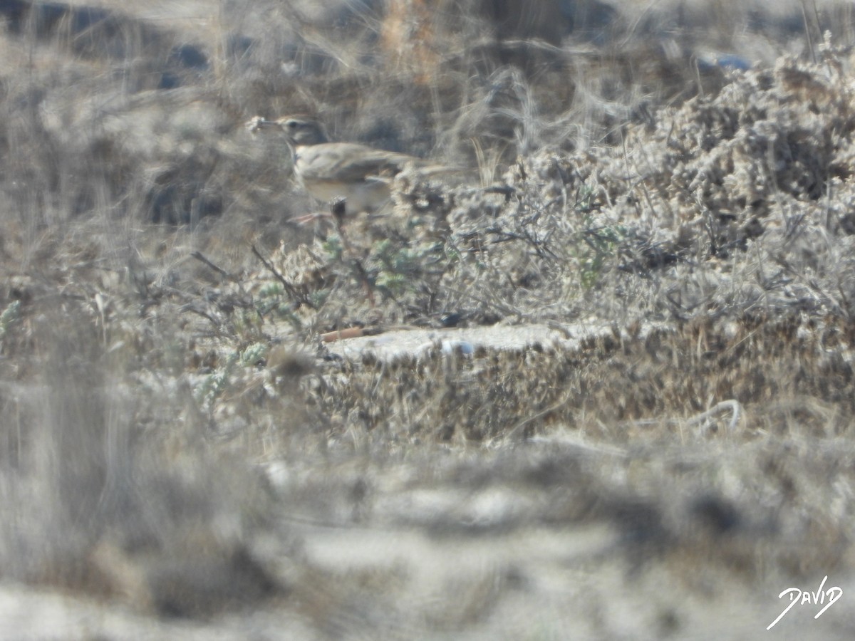 Thekla's/Crested Lark - ML642587605