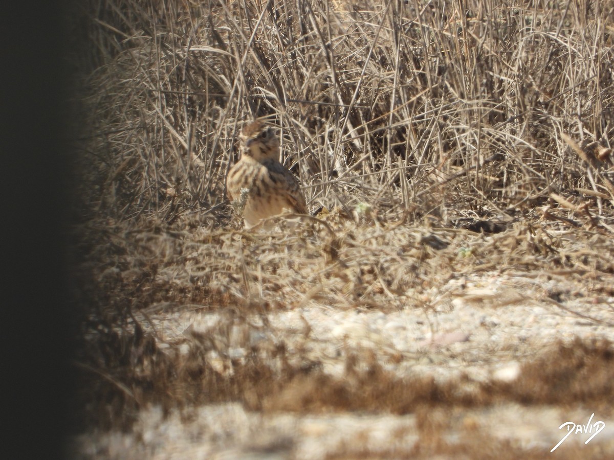 Thekla's/Crested Lark - ML642587606