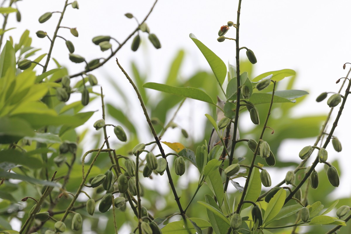 Rufous-fronted Thornbird - ML642587608