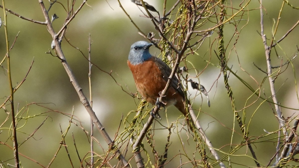 Cape Rock-Thrush - ML642587611