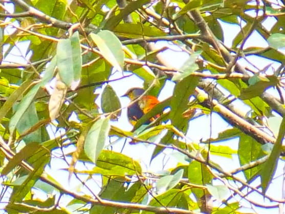 Fiery Minivet - ML642587616
