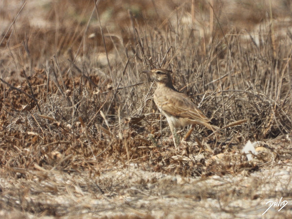 Thekla's/Crested Lark - ML642587632