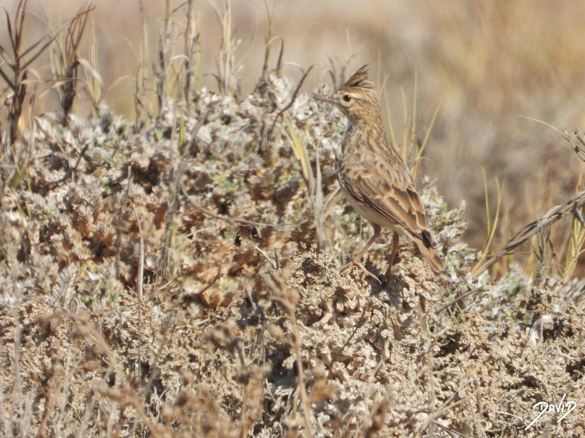 Thekla's/Crested Lark - ML642587633