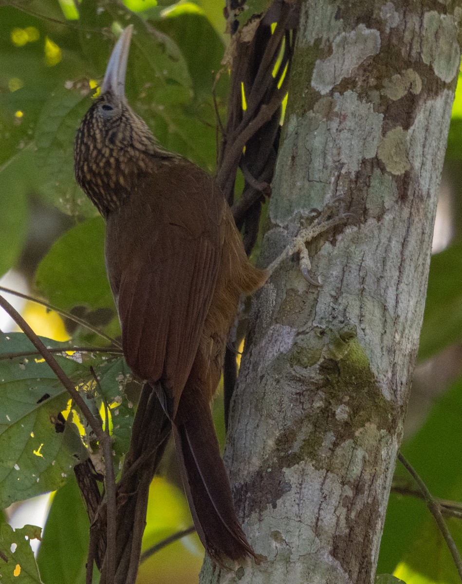 Buff-throated Woodcreeper - ML642587634