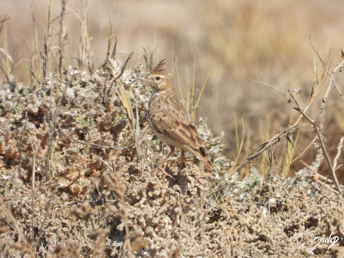 Thekla's/Crested Lark - ML642587635