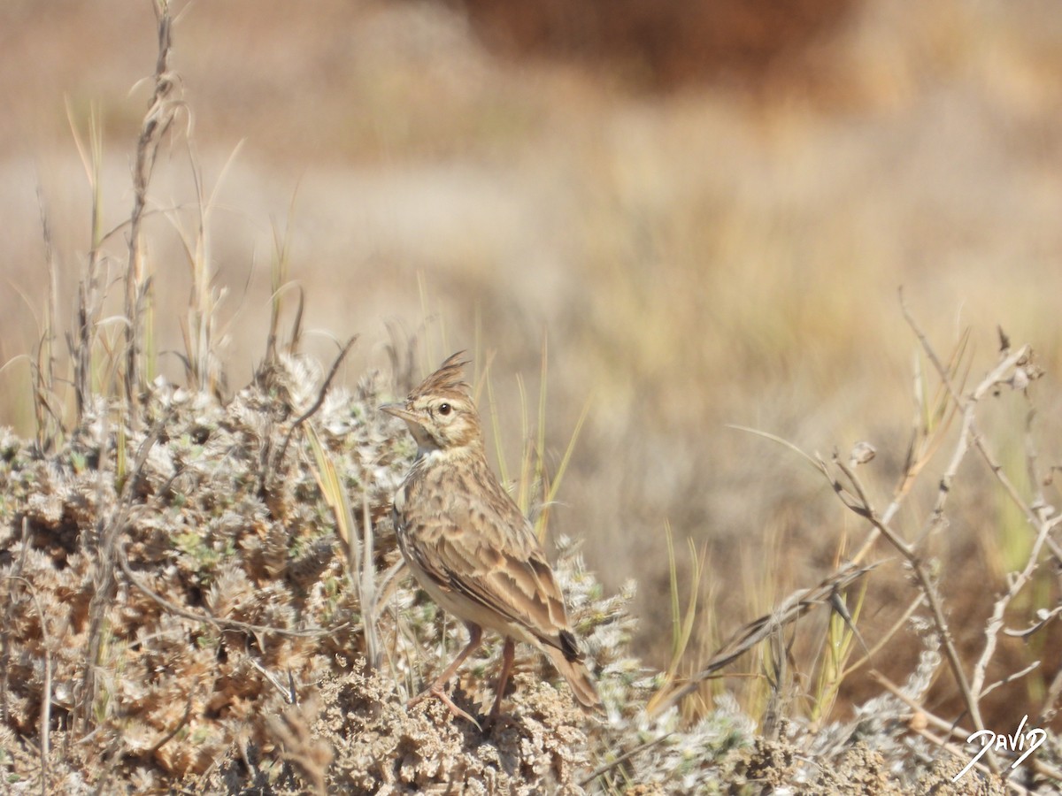 Thekla's/Crested Lark - ML642587636