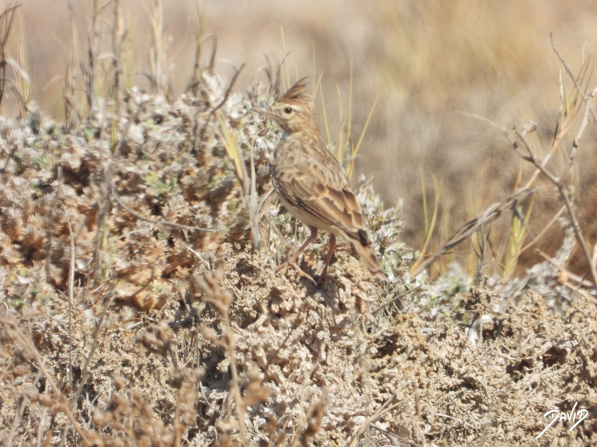 Thekla's/Crested Lark - ML642587637