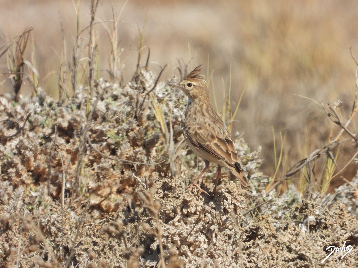 Thekla's/Crested Lark - ML642587638