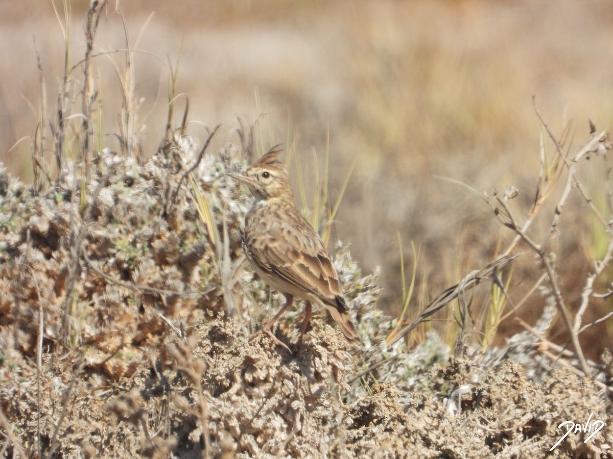 Thekla's/Crested Lark - ML642587639