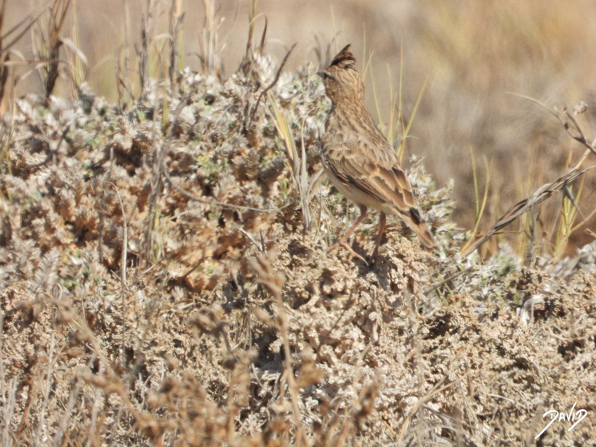 Thekla's/Crested Lark - ML642587640