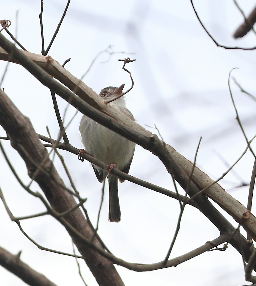 Pearly-vented Tody-Tyrant - ML642587641