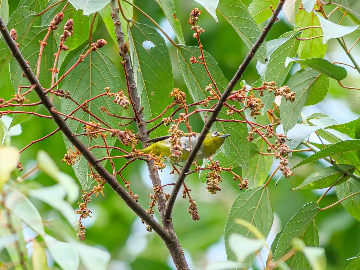 Hume's White-eye - ML642587645