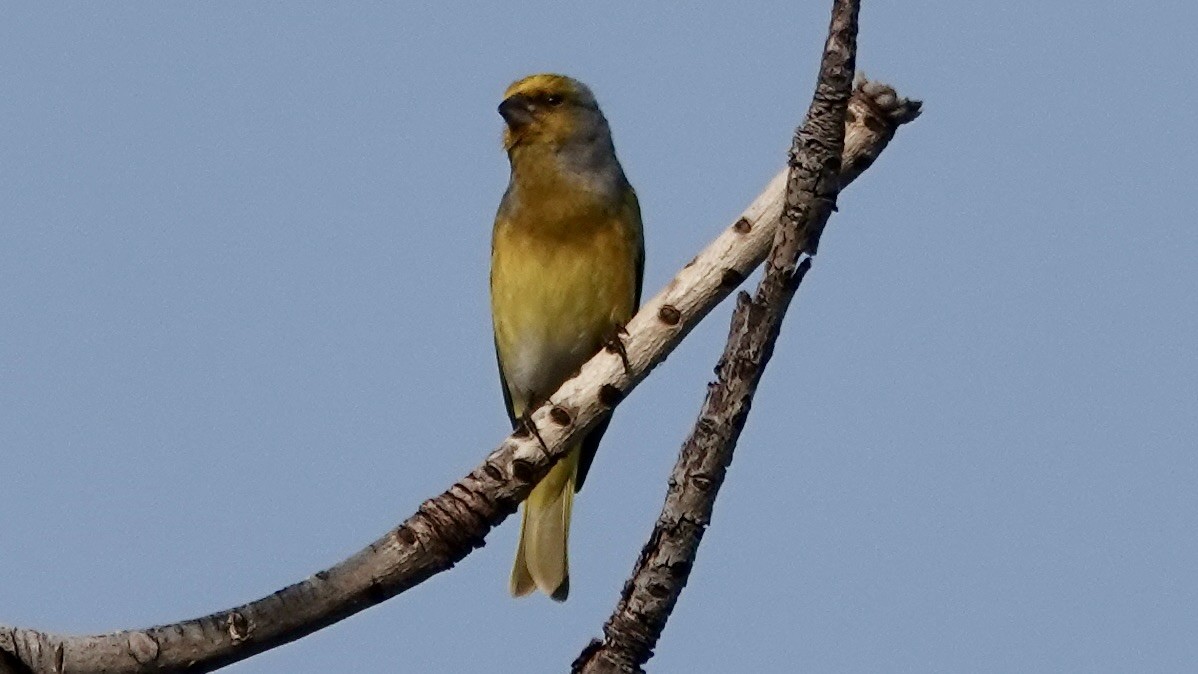 Cape Canary - ML642587659