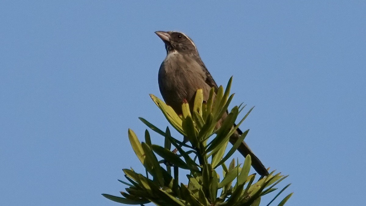 Streaky-headed Seedeater - ML642587662