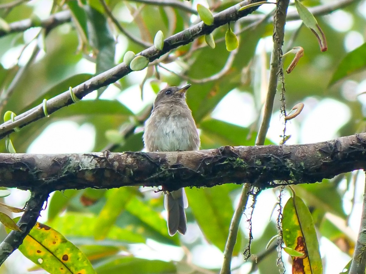 Brown-streaked Flycatcher (Umber) - ML642587681