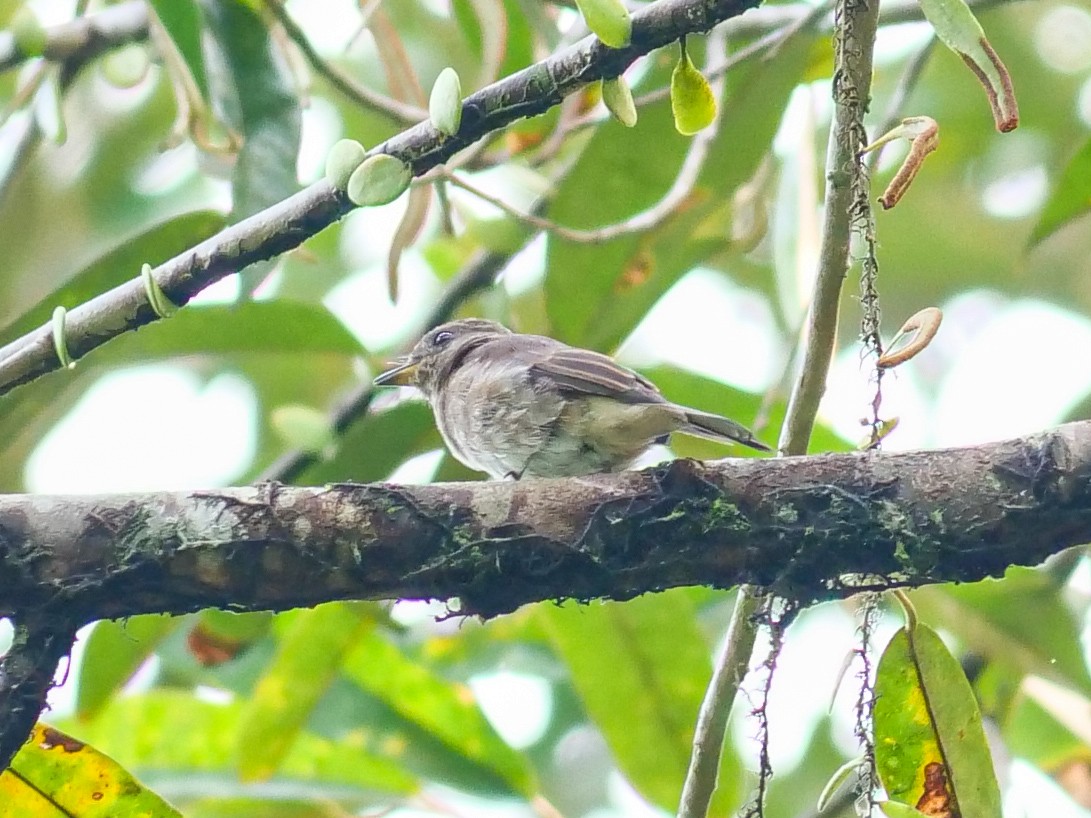 Brown-streaked Flycatcher (Umber) - ML642587682