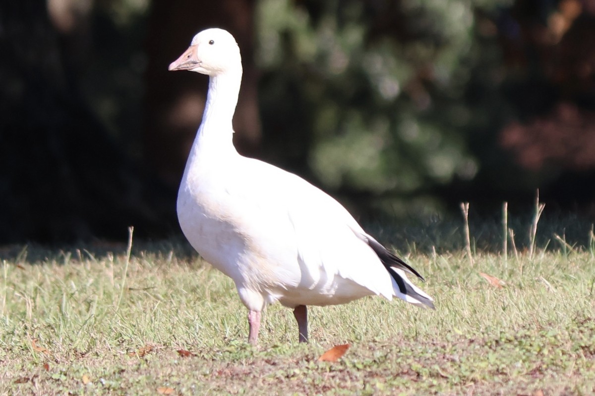 Snow Goose - ML642587691