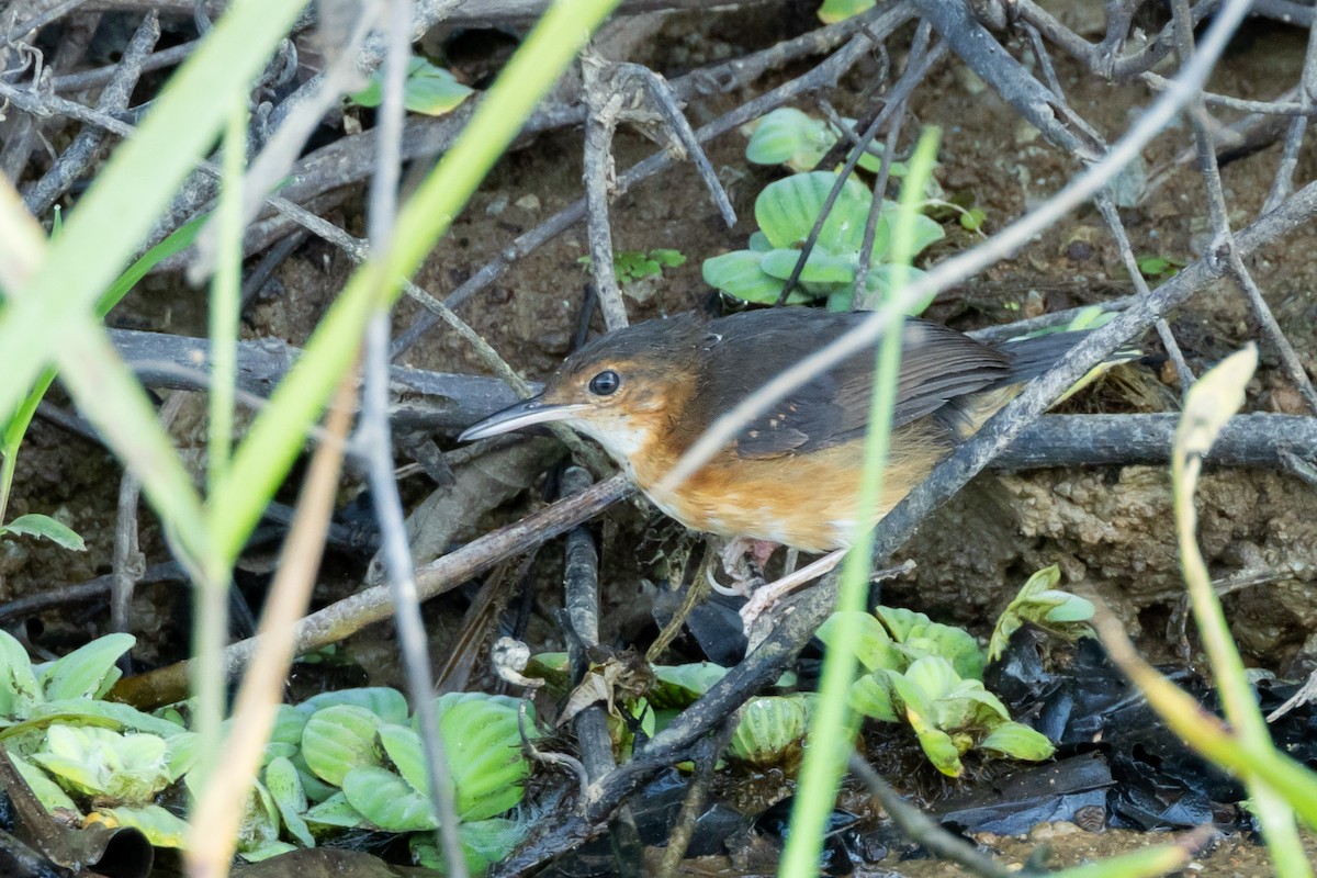 Silberameisenschnäpper - ML642587706