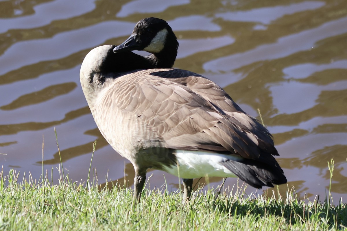 Canada Goose - ML642587707