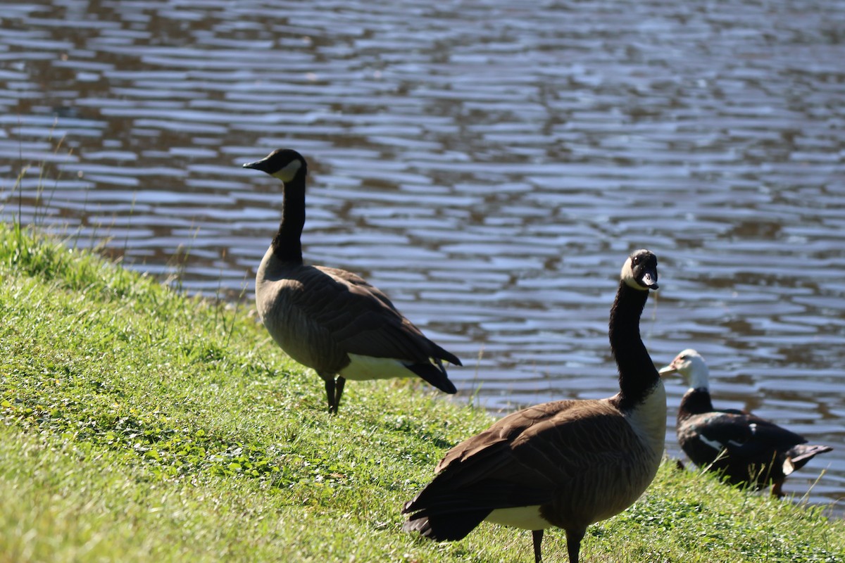 Canada Goose - ML642587708