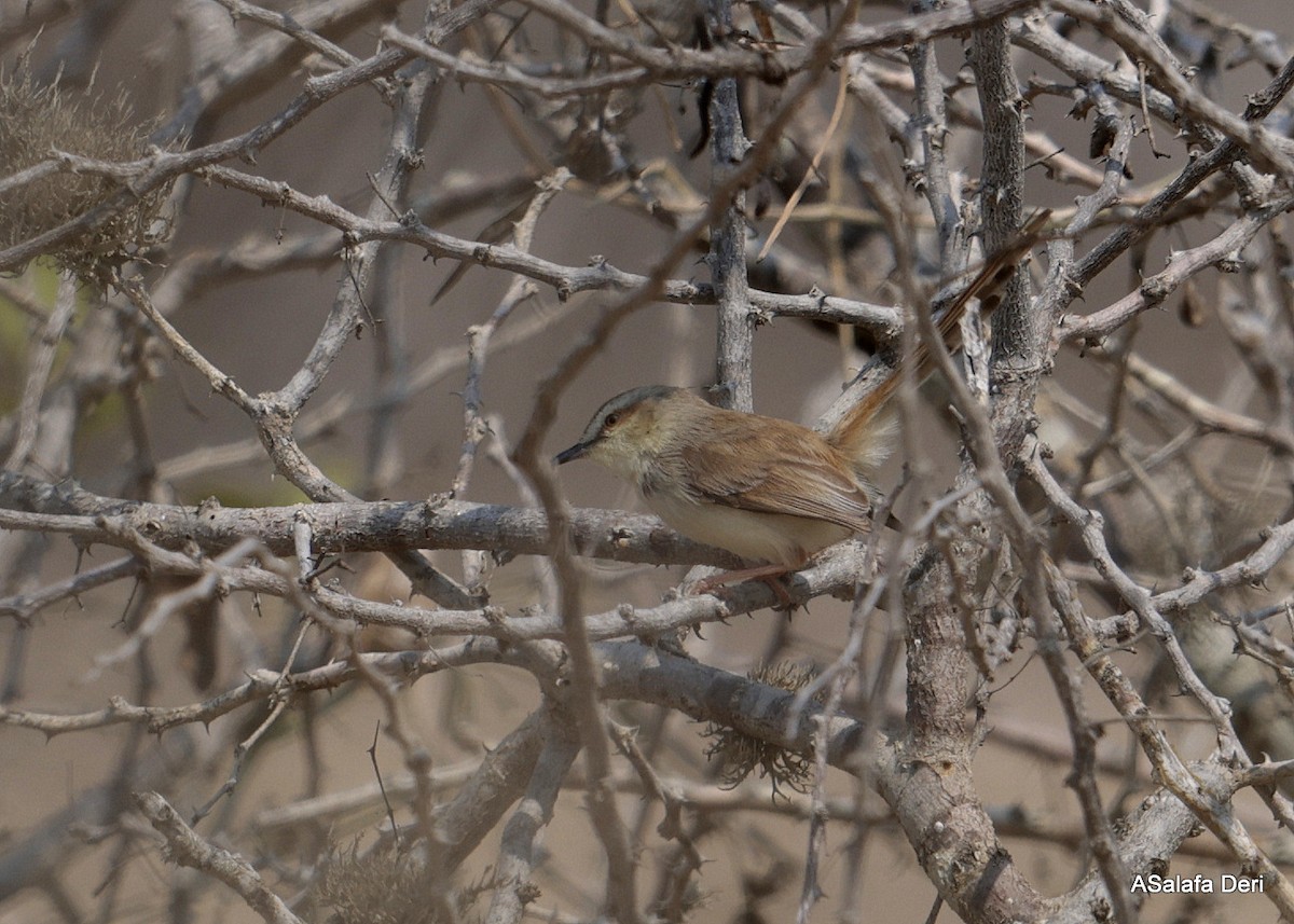 Black-chested Prinia - ML642587711