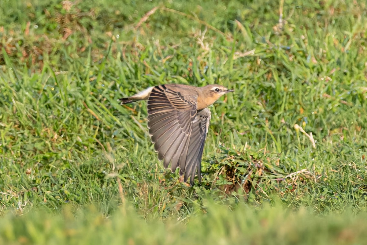 Northern Wheatear (Greenland) - ML642587731