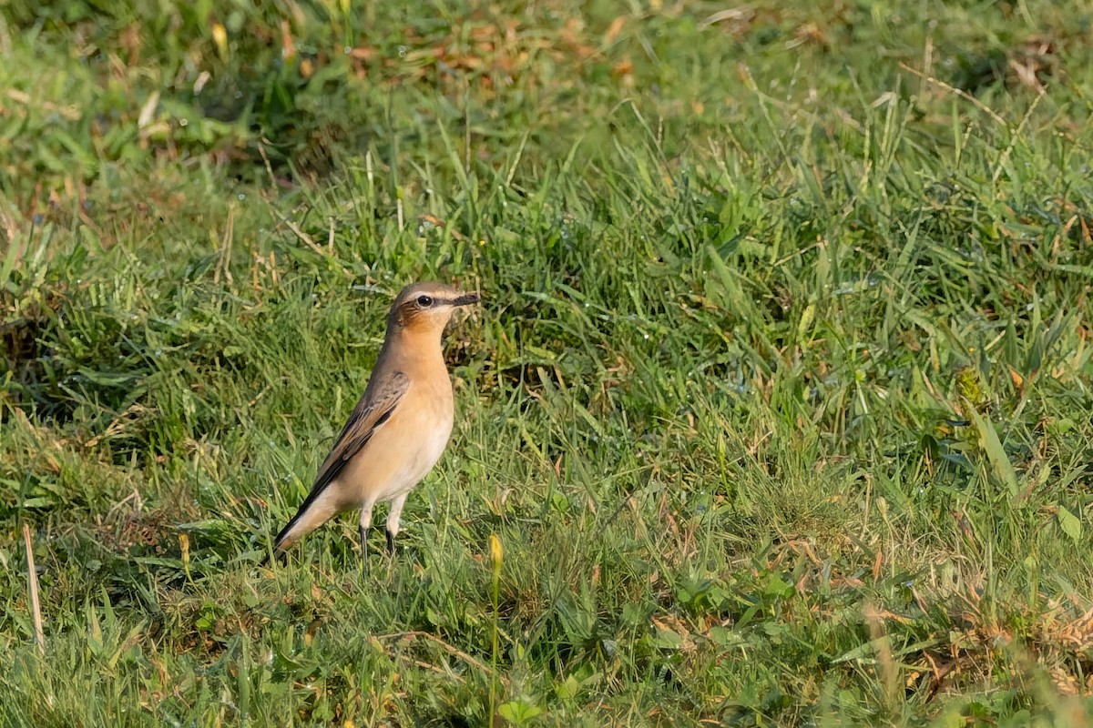 Northern Wheatear (Greenland) - ML642587732